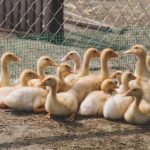 免费电视app 5vprh3htpx