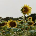 黑料社永久 8fke8iz1b9